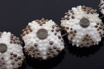 10306612 - Four Ivory Sea Urchin Lentil Beads